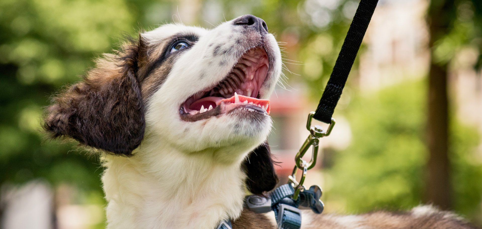 Digitale Hundesteuer - 1